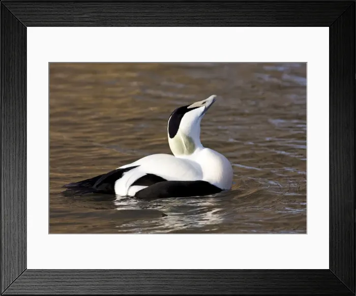 Framed Print : Eider - adult male calling, Gloucestershire, England, UK Framed Print : Eider - adult male calling, Gloucestershire, England, UK
