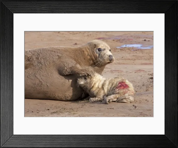 Framed Print : Grey Seal - cow on a sandy beach with flipper resting on head of new born calf. England, UK Framed Print : Grey Seal - cow on a sandy beach with flipper resting on head of new born calf. England, UK