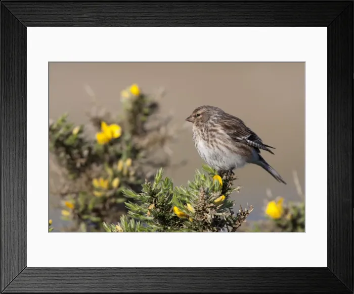 Framed Print : Twite - Single adult perching on gorse, North Uist, Outer Hebrides, Scotland, UK Framed Print : Twite - Single adult perching on gorse, North Uist, Outer Hebrides, Scotland, UK