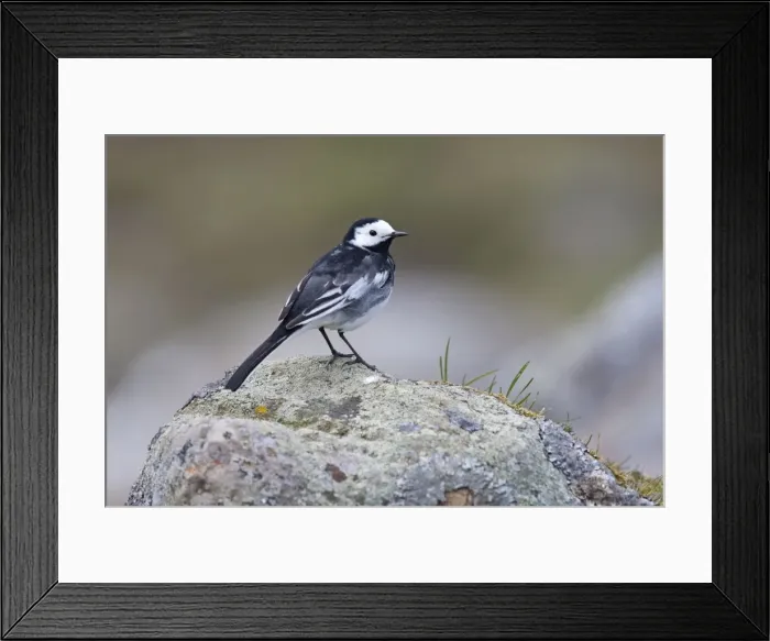 Framed Print : Pied Wagtail - adult perching on lichen covered rock. Cairngorms, Scotland Framed Print : Pied Wagtail - adult perching on lichen covered rock. Cairngorms, Scotland