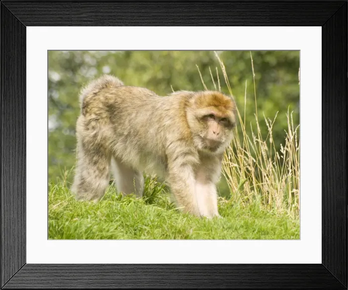 Framed Print : Barbary Macaque Framed Print : Barbary Macaque