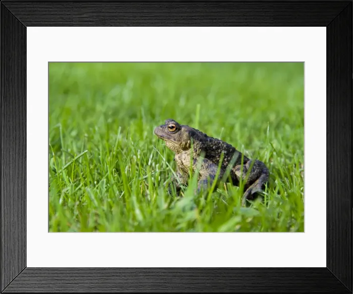 Framed Print : Common Toad - Adult female sitting in grass. Wiltshire, England, UK Framed Print : Common Toad - Adult female sitting in grass. Wiltshire, England, UK