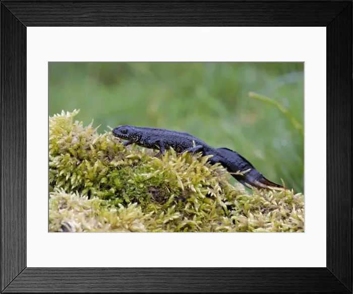 Framed Print : Great Crested Newt - On moss covered log, Wiltshire, England, UK Framed Print : Great Crested Newt - On moss covered log, Wiltshire, England, UK