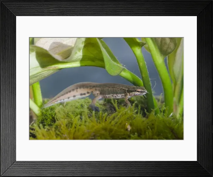 Framed Print : Palmate Newt - Single adult male photographed underwater, Wiltshire, England, UK Framed Print : Palmate Newt - Single adult male photographed underwater, Wiltshire, England, UK