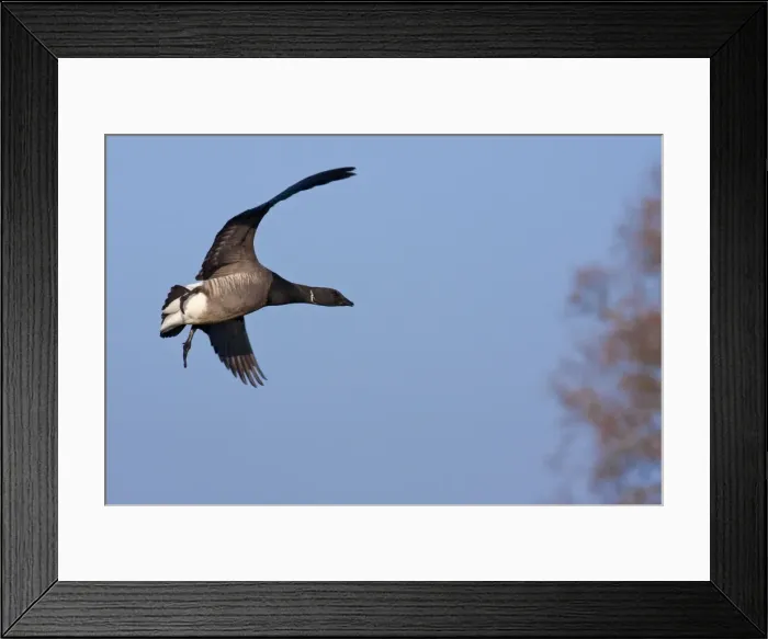 Framed Print : Brent Goose - adult in flight coming in to land, Devon, England, UK Framed Print : Brent Goose - adult in flight coming in to land, Devon, England, UK
