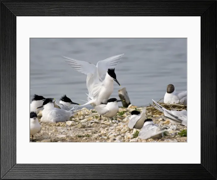 Framed Print : Sandwich Tern - Pair mating. Dorset, England, UK Framed Print : Sandwich Tern - Pair mating. Dorset, England, UK