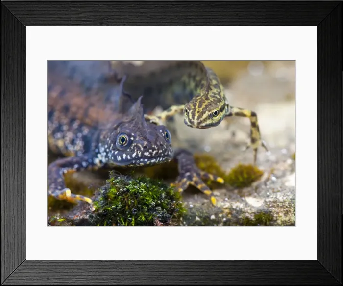 Framed Print : Great Crested Newt and Smooth Newt - Single adult males of both species photographed together underwater, Wiltshire, England, UK