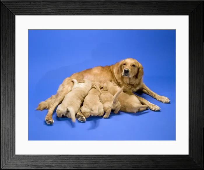 Framed Print : Golden Retriever feeding puppies Framed Print : Golden Retriever feeding puppies