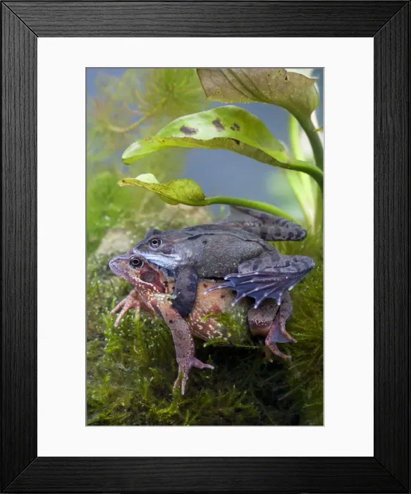 Framed Print : Common frog - Pair in amplexus photographed underwater, Wiltshire, England, UK Framed Print : Common frog - Pair in amplexus photographed underwater, Wiltshire, England, UK
