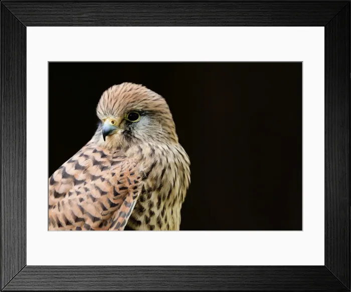 Framed Print : Common Kestrel - Close up of a female. Gloucestershire, England Framed Print : Common Kestrel - Close up of a female. Gloucestershire, England