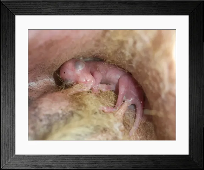Framed Print : Eastern Grey Kangaroo - approx one week old joey in pouch - holding on to nipple Framed Print : Eastern Grey Kangaroo - approx one week old joey in pouch - holding on to nipple
