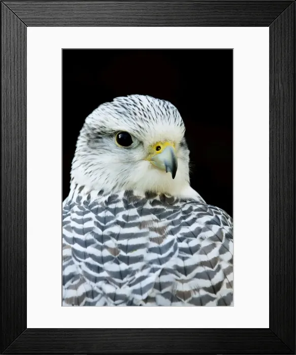 Framed Print : Gyr Falcon - Close up of pale phase adult bird. Gloucestershire, England Framed Print : Gyr Falcon - Close up of pale phase adult bird. Gloucestershire, England