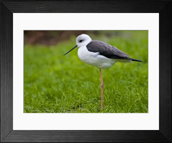 Framed Print : Black winged stilt - single adult resting in grass meadow Framed Print : Black winged stilt - single adult resting in grass meadow
