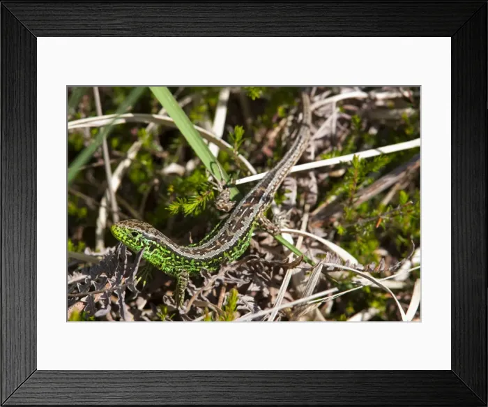 Framed Print : Sand Lizard - Single adult male basking on heathland, Dorset, England, UK Framed Print : Sand Lizard - Single adult male basking on heathland, Dorset, England, UK