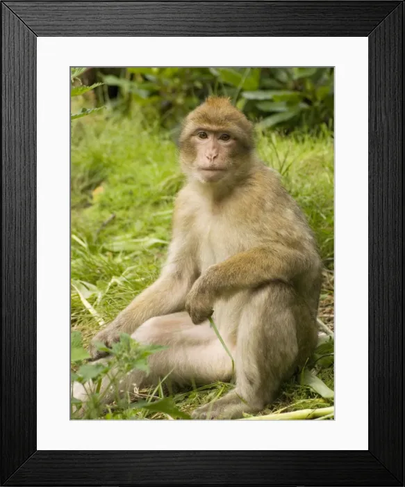 Framed Print : Barbary Macaque Framed Print : Barbary Macaque