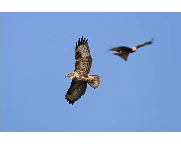 Common Buzzard - adult in flight soaring with red kite (Milvus milvus) in background, Powys, Wales, UK
