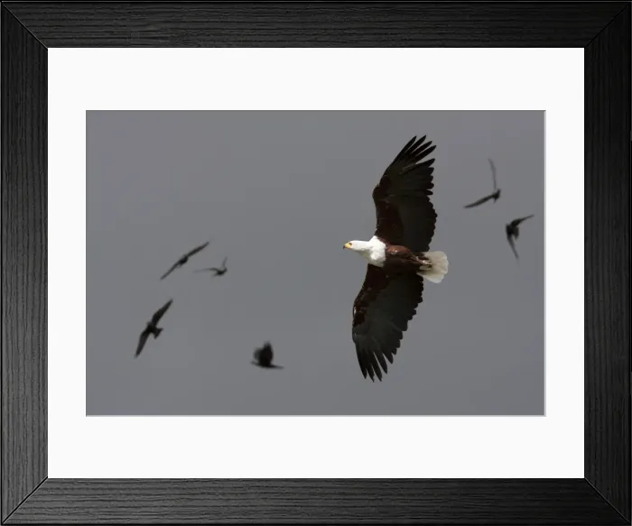 Framed Print : African fish eagle - Single adult in flight, Wiltshire, England, UK Framed Print : African fish eagle - Single adult in flight, Wiltshire, England, UK