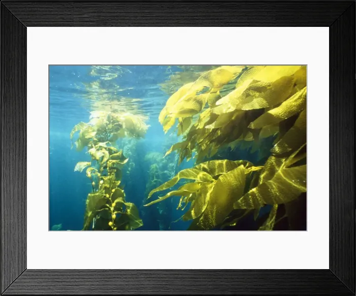 Framed Print : Seaweed Kelp Forest Channel Islands, California, USA Framed Print : Seaweed Kelp Forest Channel Islands, California, USA