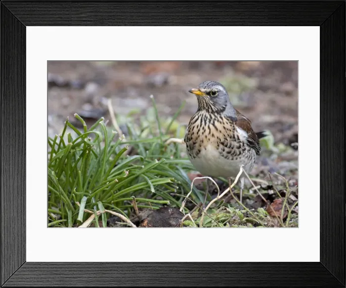 Framed Print : Fieldfare - adult perching on ground, Wiltshire, England, UK Framed Print : Fieldfare - adult perching on ground, Wiltshire, England, UK