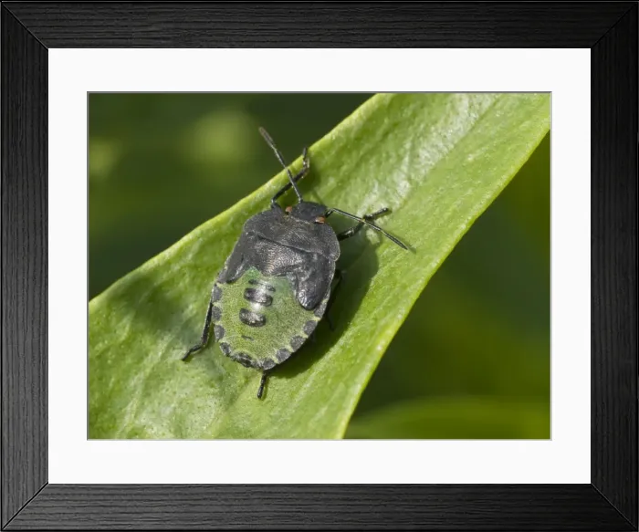 Framed Print : Green Shield Bug - final instar nymph - UK Framed Print : Green Shield Bug - final instar nymph - UK