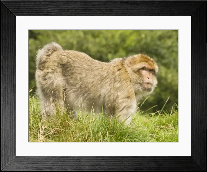 Framed Print : Barbary Macaque Framed Print : Barbary Macaque