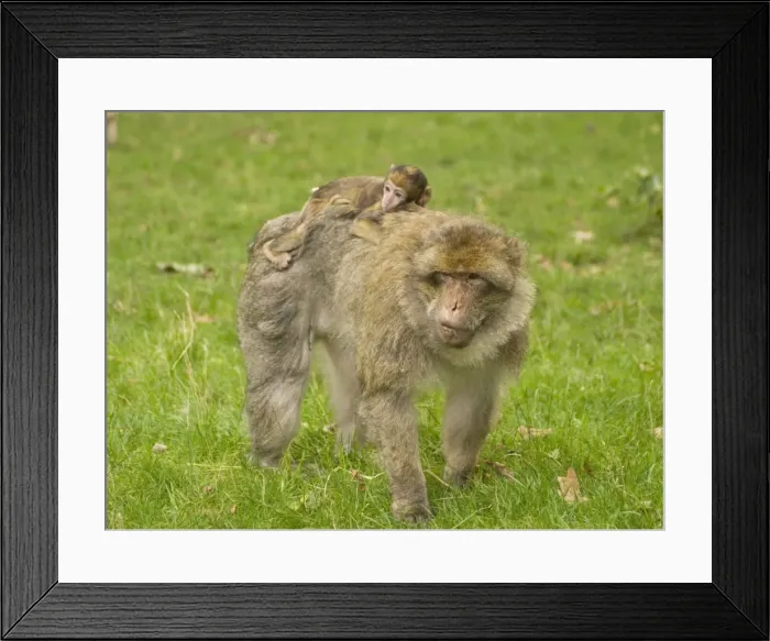 Framed Print : Barbary Macaque with young on back Framed Print : Barbary Macaque with young on back