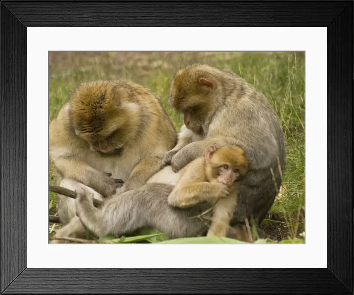 Framed Print : Barbary Macaques grooming young Framed Print : Barbary Macaques grooming young