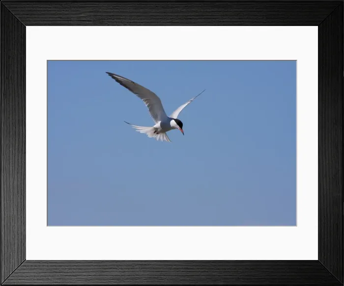 Framed Print : Common Tern - Single adult hovering. Dorset, England, UK Framed Print : Common Tern - Single adult hovering. Dorset, England, UK