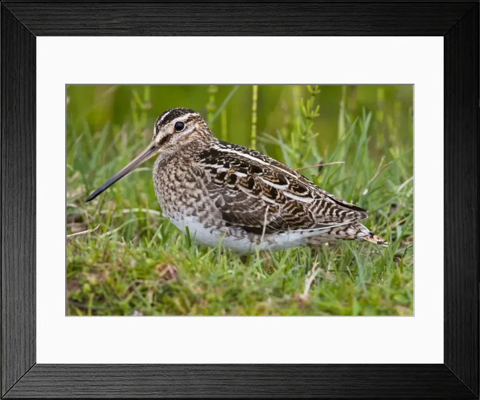 Framed Print : Common Snipe - Single adult on ground in vegetation, North Uist, Outer Hebrides, Scotland, UK Framed Print : Common Snipe - Single adult on ground in vegetation, North Uist, Outer Hebrides, Scotland, UK