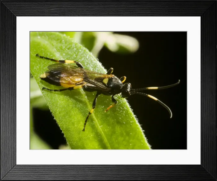 Framed Print : Ichneumon Wasp. UK Framed Print : Ichneumon Wasp. UK