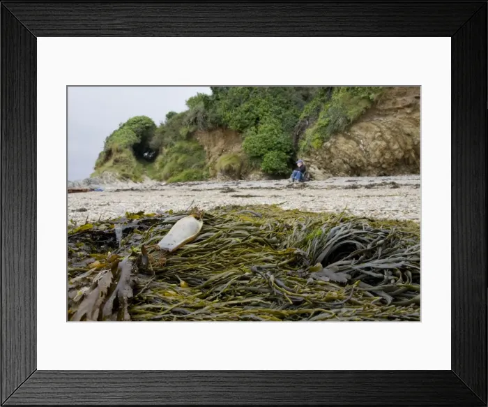 Framed Print : Bull Huss - egg case (mermaid's purse) on stand line. Cornwall, England Framed Print : Bull Huss - egg case (mermaid's purse) on stand line. Cornwall, England