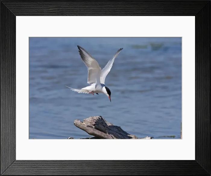 Framed Print : Common Tern - Single adult in flight about to land on a log, Dorset, England, UK Framed Print : Common Tern - Single adult in flight about to land on a log, Dorset, England, UK