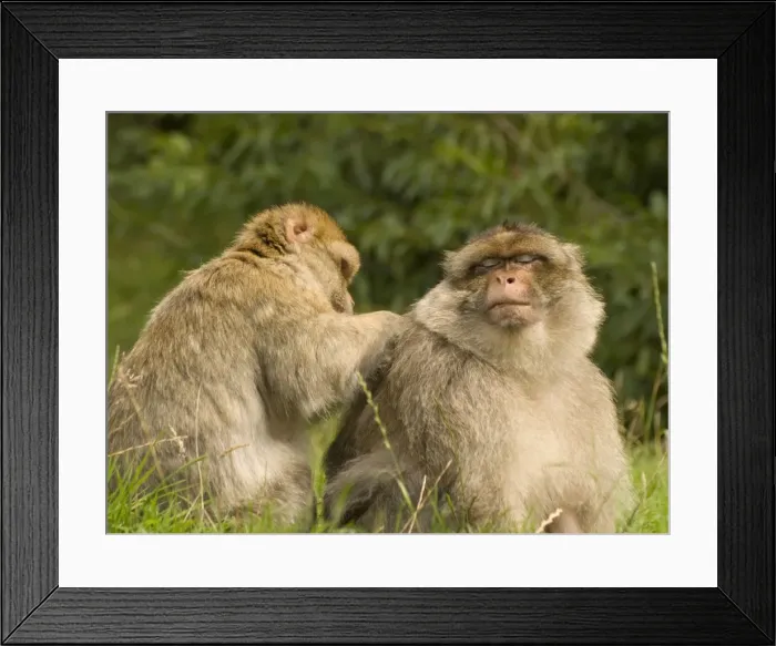 Framed Print : Barbary Macaques grooming Framed Print : Barbary Macaques grooming