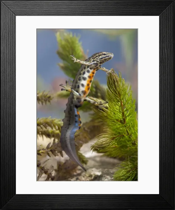 Framed Print : Smooth newt - Single adult male in full breeding condition showing orange underbelly, Wiltshire, England, UK Framed Print : Smooth newt - Single adult male in full breeding condition showing orange underbelly, Wiltshire, England, UK