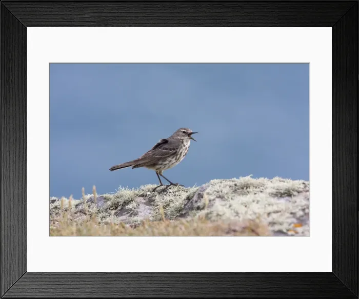 Framed Print : Rock Pipit - Single adult calling while perching on lichen covered rock. Pembrokeshire, Wales, UK Framed Print : Rock Pipit - Single adult calling while perching on lichen covered rock. Pembrokeshire, Wales, UK