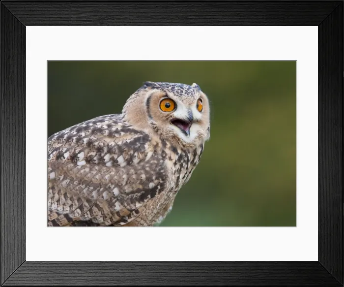 Framed Print : Savigny's Eagle Owl - Single adult calling Framed Print : Savigny's Eagle Owl - Single adult calling