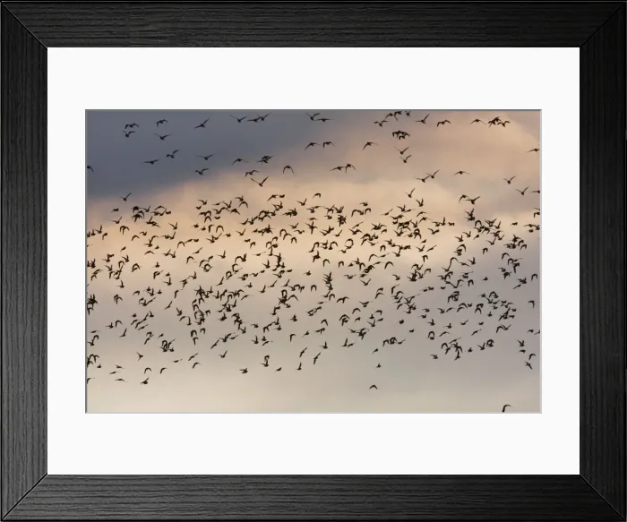 Framed Print : Golden Plover - A large flock in flight. Teesside, England Framed Print : Golden Plover - A large flock in flight. Teesside, England