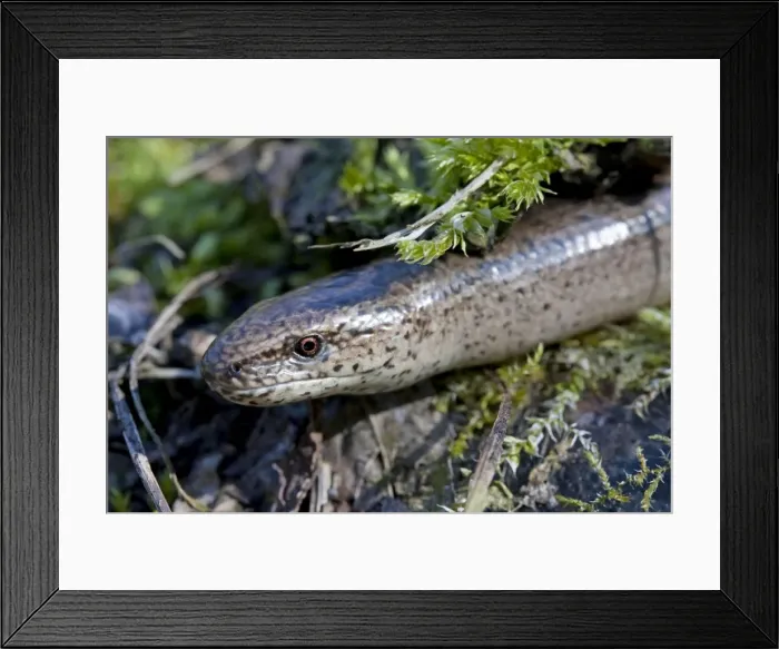 Framed Print : Slow Worm - Single adult emerging from the undergrowth. Close up of head. Wiltshire, England Framed Print : Slow Worm - Single adult emerging from the undergrowth. Close up of head. Wiltshire, England