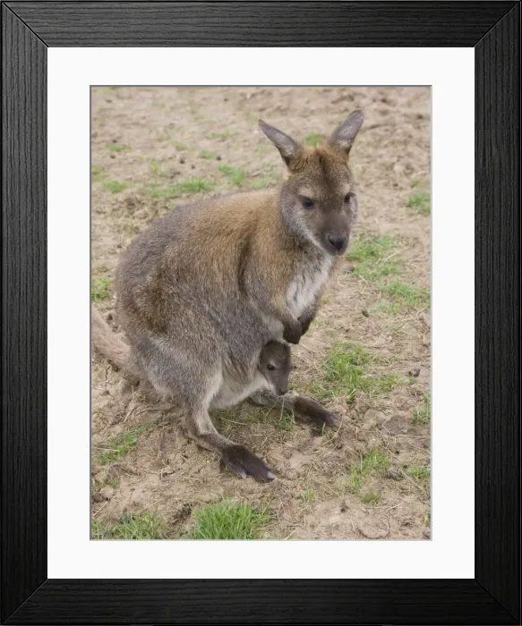 Framed Print : Female Bennett's Wallaby with joey in pouch Framed Print : Female Bennett's Wallaby with joey in pouch