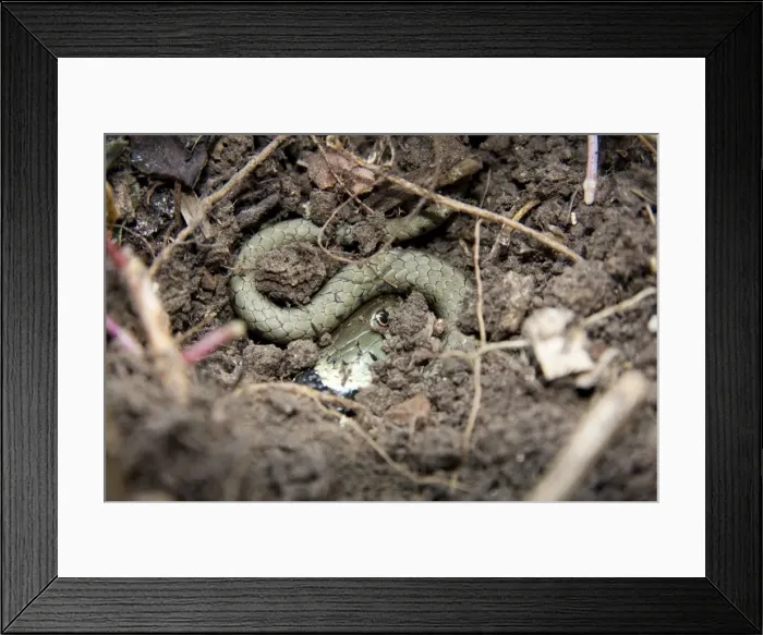 Framed Print : Grass snake - Single adult buried in compost heap, Wiltshire, England, UK Framed Print : Grass snake - Single adult buried in compost heap, Wiltshire, England, UK