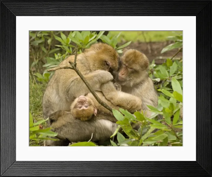 Framed Print : Barbary Macaques grooming young Framed Print : Barbary Macaques grooming young