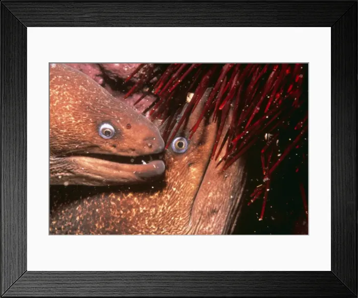Framed Print : Moray Eel DOC 90 Channel Islands, California USA. Gymnothorax sp. © Doc White / ARDEA LONDON Framed Print : Moray Eel DOC 90 Channel Islands, California USA. Gymnothorax sp. © Doc White / ARDEA LONDON