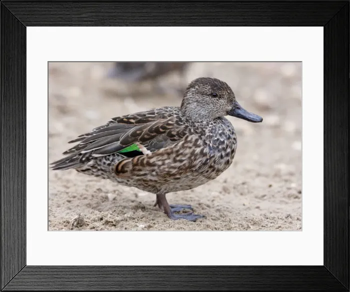 Framed Print : Common Teal - Single adult female standing on sand. Norfolk, England Framed Print : Common Teal - Single adult female standing on sand. Norfolk, England