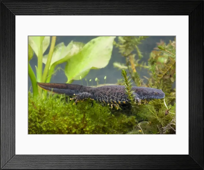 Framed Print : Great Crested Newt - Single adult female photographed underwater, Wiltshire, England, UK Framed Print : Great Crested Newt - Single adult female photographed underwater, Wiltshire, England, UK