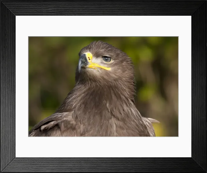Framed Print : Steppe Eagle - close up of single immature bird Framed Print : Steppe Eagle - close up of single immature bird