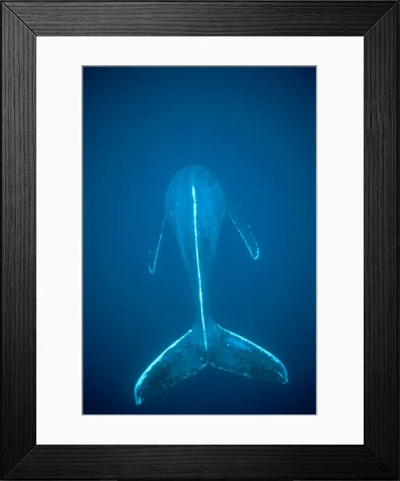 Framed Print : Humpback Whale - dorsal view Framed Print : Humpback Whale - dorsal view