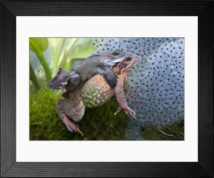 Framed Print : Common frog - Pair in amplexus photographed underwater with spawn, Wiltshire, England, UK Framed Print : Common frog - Pair in amplexus photographed underwater with spawn, Wiltshire, England, UK