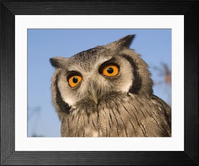 Framed Print : White Faced Scops Owl Framed Print : White Faced Scops Owl