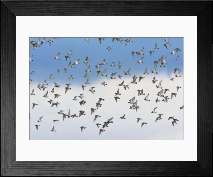 Framed Print : Golden Plover - A large flock in flight. Teesside, England Framed Print : Golden Plover - A large flock in flight. Teesside, England