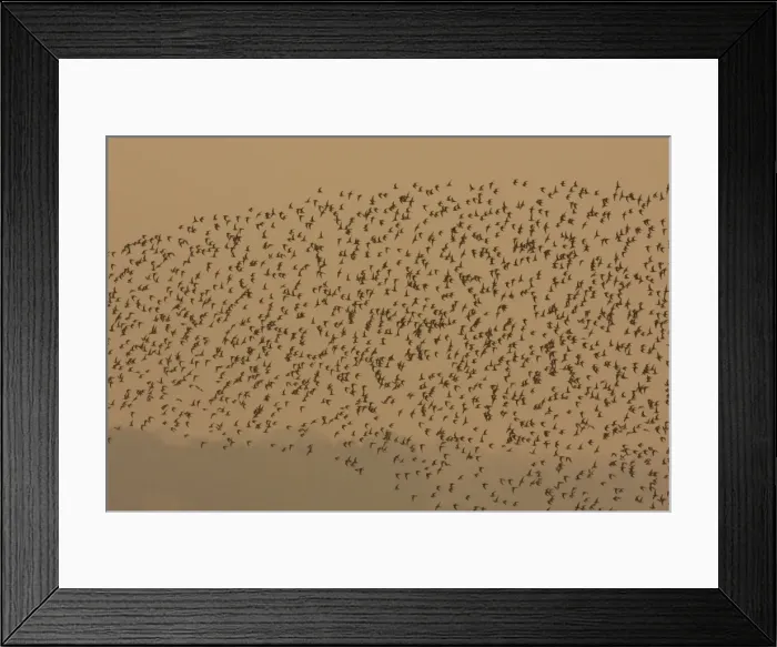 Framed Print : Dunlin - in flight - A large flock of dunlin stream past over the Exe estuary at sundown, Topsham, Devon, UK Framed Print : Dunlin - in flight - A large flock of dunlin stream past over the Exe estuary at sundown, Topsham, Devon, UK